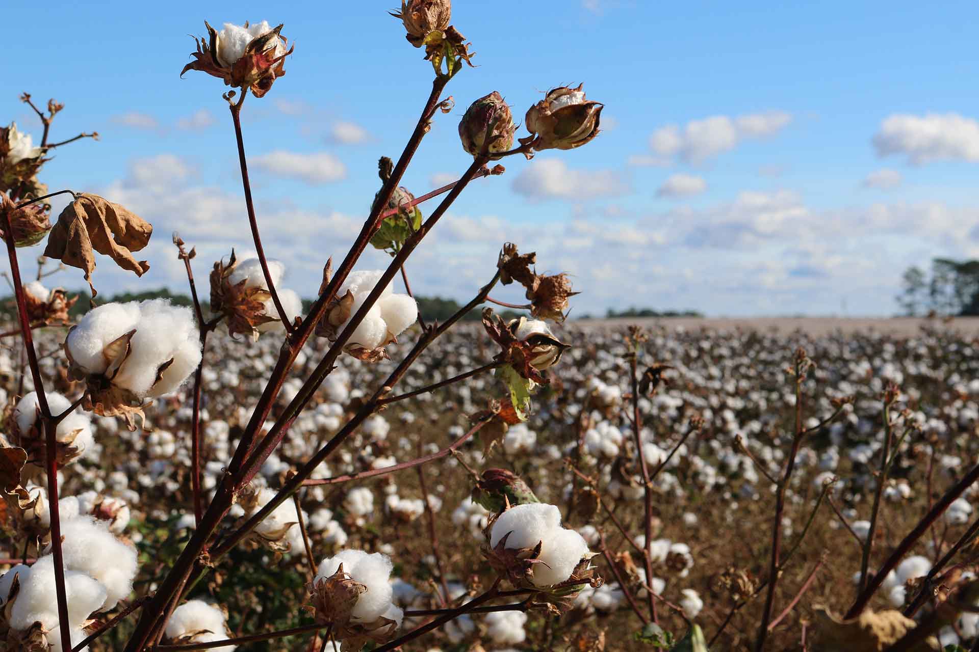 Apparel Entrepreneurship Organic Cotton 101